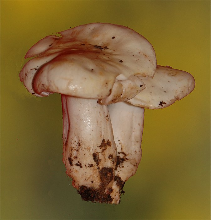 Un Hygrophorus per l''Amico Giovanni